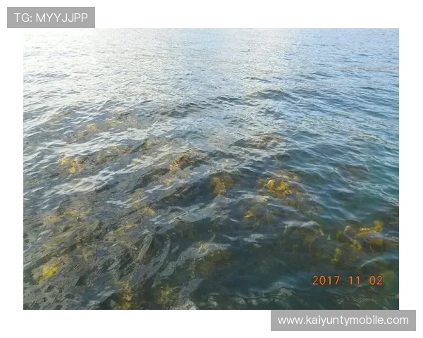 畅游开云体验app入口，发现更多专属定制的服务体验